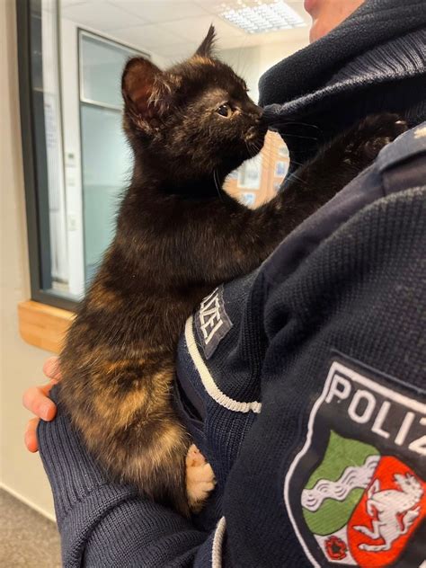 POL HA Katze In Altenhagen Ausgesetzt Jugendlicher Findet Tier In