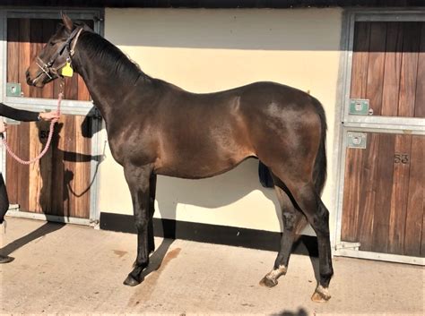 Race Horses For Sale Ann Duffield Racing North Yorkshire