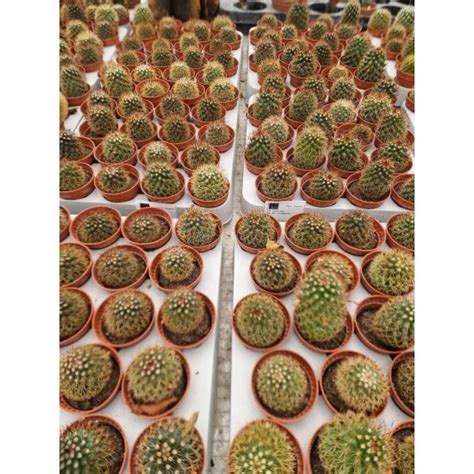 Кактуси от Plants.bg с отлична цена
