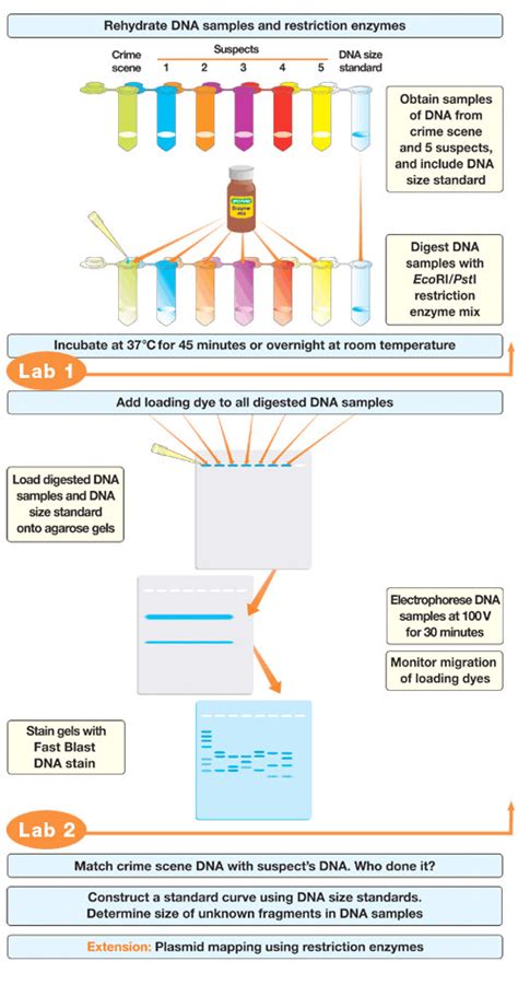 Forensic Science: Forensic Science Dna Fingerprinting