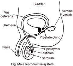 Male Reproductive System Labeled : 1 (a) Male reproductive system*; (b ...