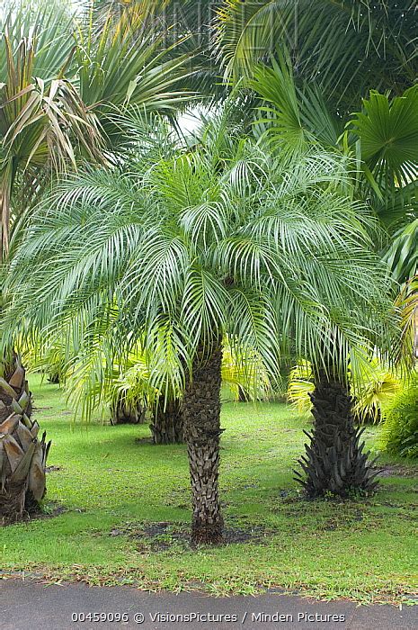 Pygmy Date Palm Stock Photo Minden Pictures