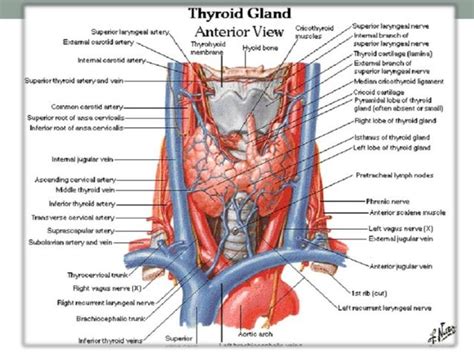 Anatomi tiroid