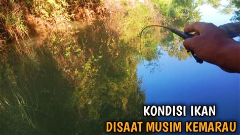 MANCING DI SUNGAI Saat Musim Kemarau Bikin Joran Terus Melengkung