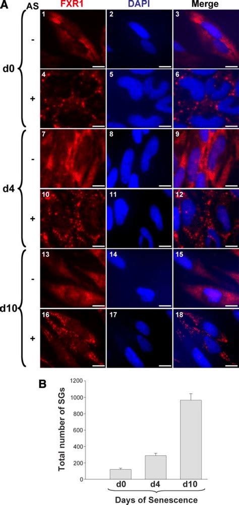 Arsenite Differentially Induces The Formation Of Fxr1 Contatin Ing