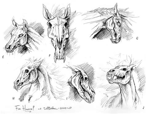 Horse Skeleton Drawing at PaintingValley.com | Explore collection of Horse Skeleton Drawing