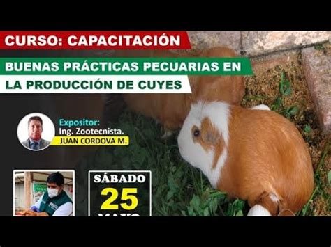 Capacitación Buenas practicas pecuarias en la producción de cuyes YouTube