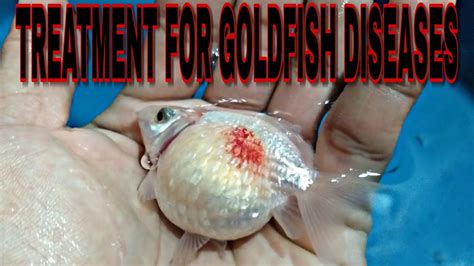 Common Goldfish Disease Simple Treatment Youtube