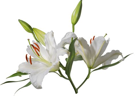 Lily flower cutout on transparent background. 21622175 PNG