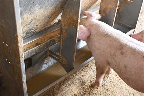 Comedouro Em Inox Facilita O Manejo Na Suinocultura