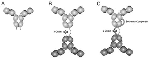 Structure of monomeric IgA (IgA) (A), polymeric IgA (p-IgA) (B) and ...