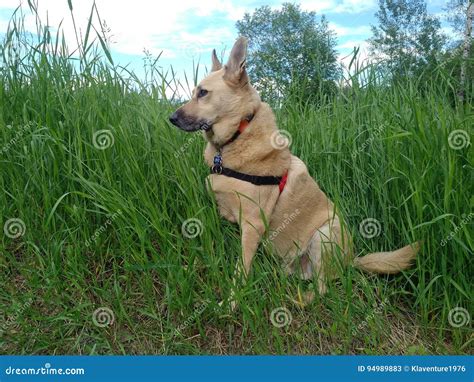 Dog Sitting In Grass Stock Image Image Of Summer Animal 94989883