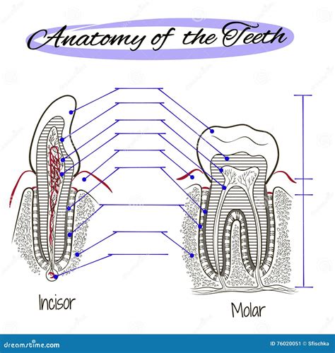 Human Tooth Structure Cartoon Vector 76020051