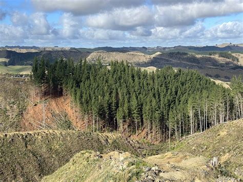 Forestry planning & policy advice, Manawatū | Evergreen Consulting