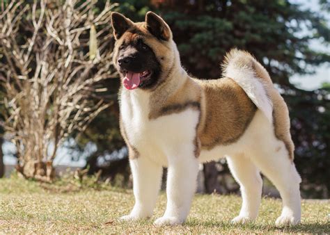 American Akita Charakter Haltung And Pflege Hund