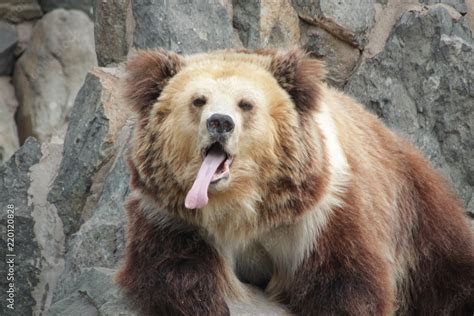 Brown Bear with his very Long Tongue Stock Photo | Adobe Stock