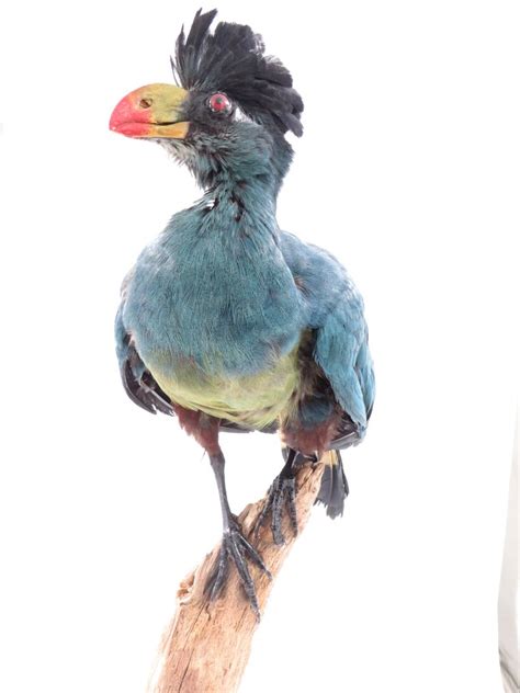 Great Blue Turaco Taxidermy Full Body Mount Corythaeola Cristata