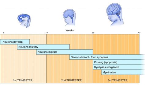 Fetal Brain Development Timeline