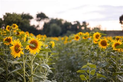 Campo agrícola con girasoles amarillos contra el cielo con nubes puesta