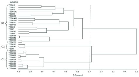 Dendrogram Of 30 Early Maturing Maize Inbred Lines Generated Using