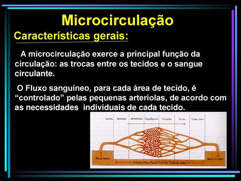 Sistema Cardiocirculat Rio Ppt Carregar