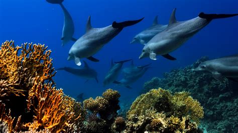 Dolphin Species: Discover Their Diverse Characteristics, Behavior | Nature World News