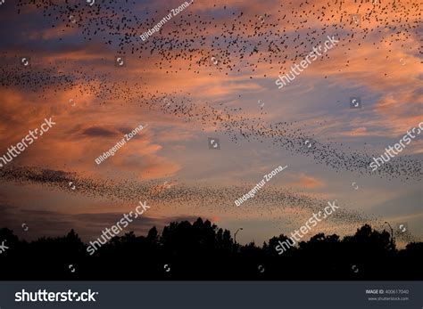 Bat Colony Austin Texas Usa Stock Photo 400617040 | Shutterstock