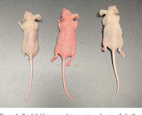 Figure From Imaging Transgenic Nude Mice Expressing Spectrally