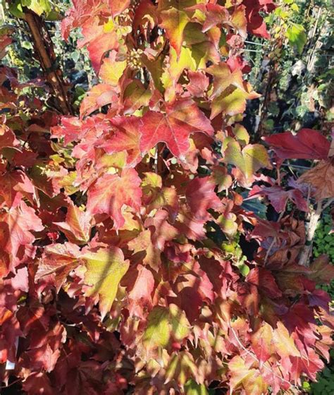 PARTHENOCISSUS tricuspidata Veitchii Robusta Pépinières Ripoche