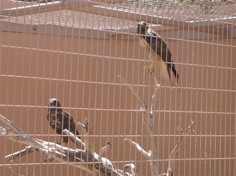 Living Desert Zoo