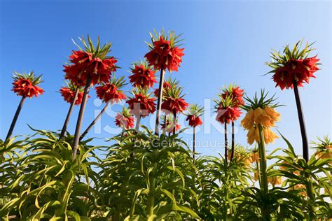 Fritillaria Imperialis Stock Photo | Royalty-Free | FreeImages