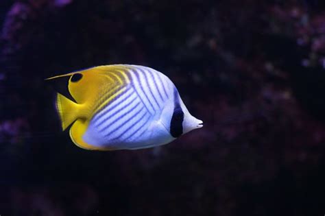 Poisson Papillon Cocher Chaetodon Auriga Threadfin Butte Flickr