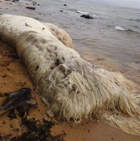 Mysterious Six Metre Long Hairy Sea Monster Washes Up On Beach But