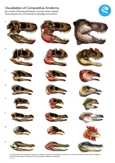 Incisivosaurus Tumblr Gallery