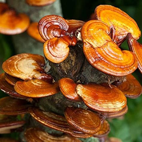 Hongo Reishi U Hongo Lingzhi Ganoderma Lucidum Tienda Naturista