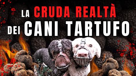 La CRUDA REALTÀ dei CANI TARTUFO Intervista di Giorgio Immesi YouTube