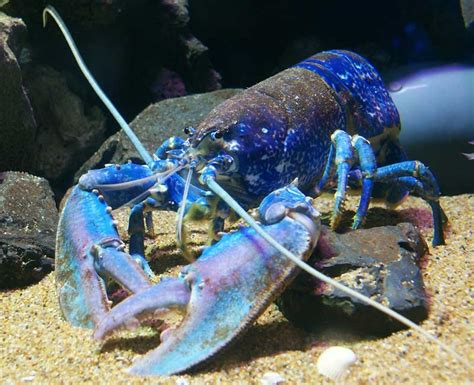 European Lobster - World Link Food Distributors