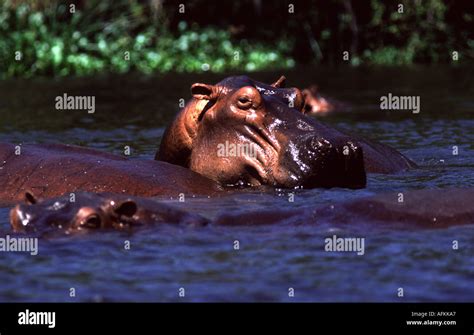 Hippo in Nile, Hippopotamus amphibius Stock Photo - Alamy