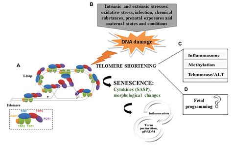 Frontiers Telomere Related Disorders In Fetal Membranes Associated