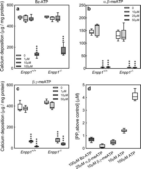 The effects of Bz ATP α β meATP and β γ meATP are not mediated