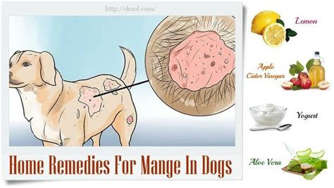 +5 Mange Treatment Shampoo For Dogs Update This Weeks