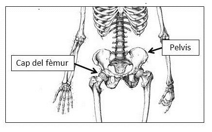 Quan Els Malucs No Es Formen B Blogosfera