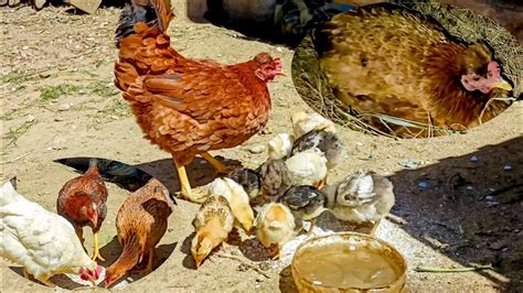 Red Dasi Hen Hatching Aseel Eggs Hen Harvesting Eggs To Chicks Chicks