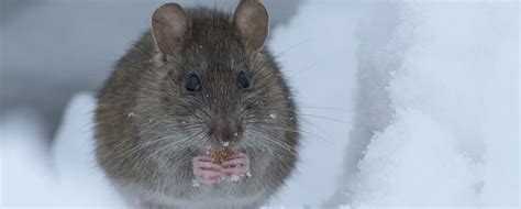 Rodents In Winter Pest Control 24 London