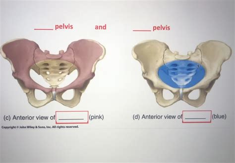 true/false pelvis Diagram | Quizlet