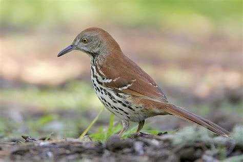 Brown Thrasher Id Facts Diet Habit And More Birdzilla