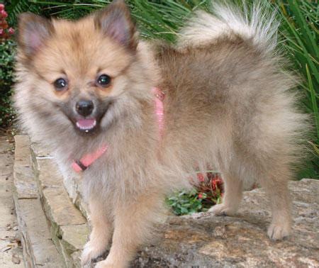 Cute Dogs: Papillon Pomeranian Mixed Dog