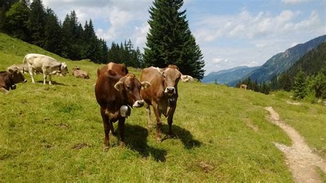 Free Fotobanka Tráva Hora Turistika Hospodařit Louka Pohoří