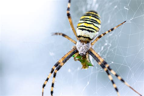 Le mystérieux animal totem de l araignée significations et