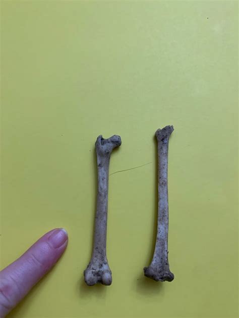 Cat leg bones? Found these under a shed next to where we found a cat ...